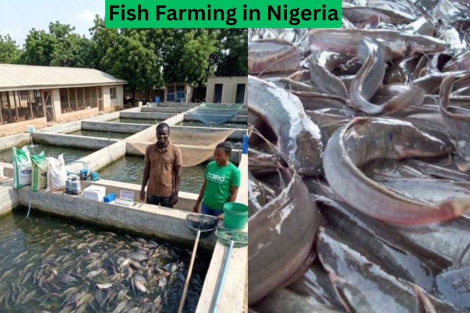 Fish Farming in Nigeria